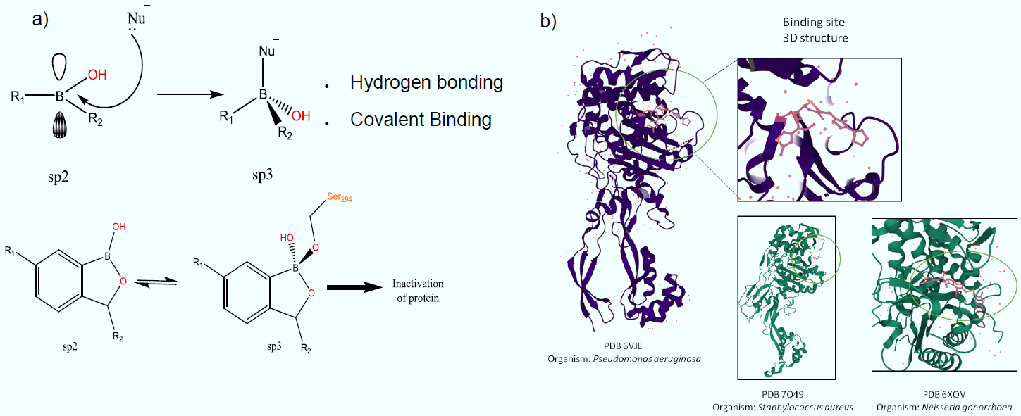 Novel boronic acids for combating Anti-Microbial Resistance in P.aeruginosa