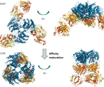 Accelerating drug discovery and therapeutic research using structural biology: Small molecule and antibodies