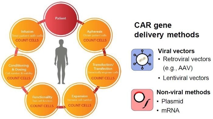 Developing image-based T-cell assays for monitoring apoptosis and CAR expression
