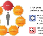 Developing image-based T-cell assays for monitoring apoptosis and CAR expression