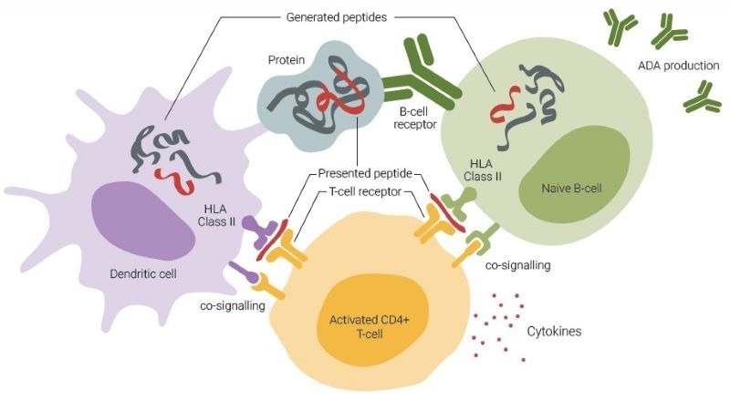 ADA formation involves an interplay among dendritic cells (DCs), T-cells, and B-cells. DCs primarily capture antigens through macropinocytosis and receptormediated uptake, enabling them to sample extracellular proteins. Conversely, B-cells predominantly internalize antigens by recognizing their specific structures via Bcell receptors. DC-activated T-cells can subsequently activate B-cells that are presenting identical sequences