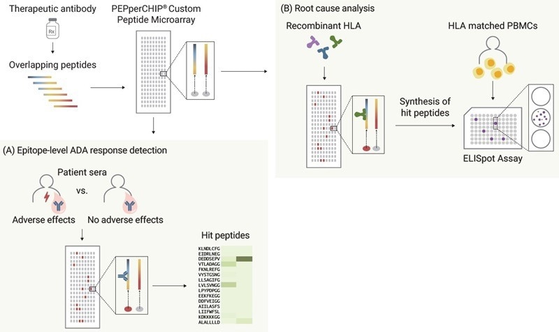 Amino acid sequences of two FDA-approved PD-L1 inhibitors, Durvalumab and Atezolizumab (see reference 4 for immunogenicity data) and generated a high-density peptide microarray by converting these amino acid sequences into 15 amino acid peptides with a maximum peptide-peptide overlap of 14 amino acids for high-resolution epitope data. (A) To detect the anti- drug antibody responses on the epitope level, serum samples from Druvalumab- or Atezolizumab-treated lung cancer patients are screened with PEPperCHIP® Peptide Microarrays. (B) For root cause analysis, same microarrays were analyzed using most common recombinant HLA-DR allotypes in global population, enabling the ranking of two PD-L1 inhibitors by immunogenic potential. Subsequently, identified peptide candidates are synthesized and applied in ELISpot/ FluoroSpot assays with HLA-matched PBMCs