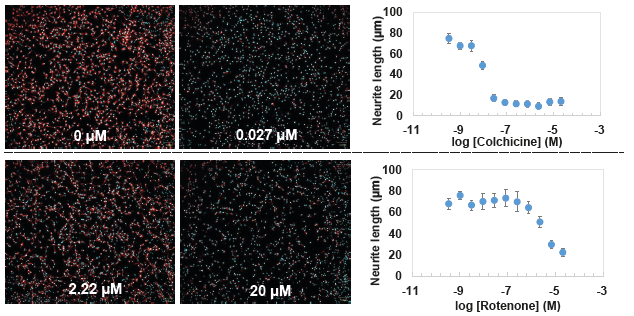 iCell® GABANeurons (FujiFilm Cellular Dynamics) were seeded into the COP 384-well precoated with Zeon