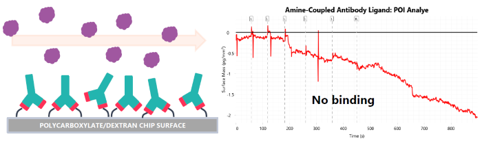 Poor antibody immobilisation strategy