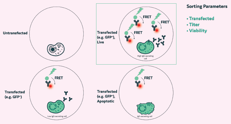 Multiplexing enables isolation of clones based on the efficiency of DNA integration, viability, and titer