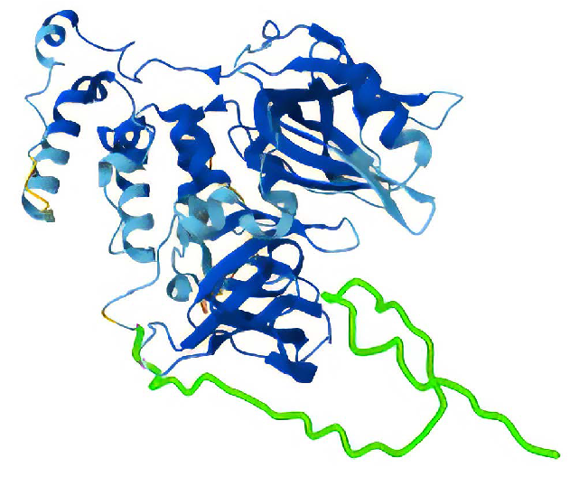 Structure of full-length Cereblon. In green, residues 1-42 that was removed in construct Cereblon Δ1-42