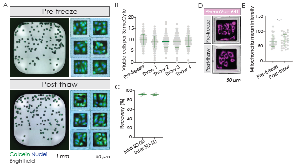 (A) A549 cells maintain their adherent, spread morphology at 1 hour post-thawing. (B) High levels of cell viability are seen across multiple vials from the same batch with recovery rates typically over 85 % (C). (D, E) Thawed A549 cells on SemaCytes also show high levels of mitochondrial integrity at 1 hour post-thaw. (F) Production of assay-ready adherent human neural stem cells. (G, H) These cells show expected expression of the Ki67 proliferation marker as early as 4 hours post-thaw and maintain proliferation capacity up to 7 days post-thaw. (I) Human neural stem cells also maintain expression of the key markers (J) SOX2 and (K) Nestin throughout this process.