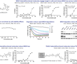 Uncovering new pathways for targeted protein degradation