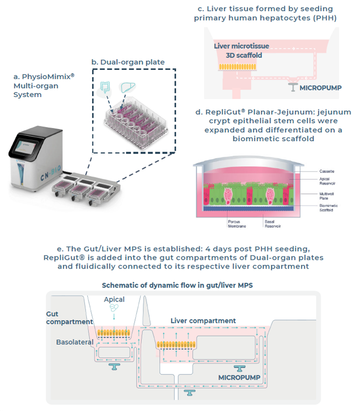 Establishment of the Gut/Liver MPS