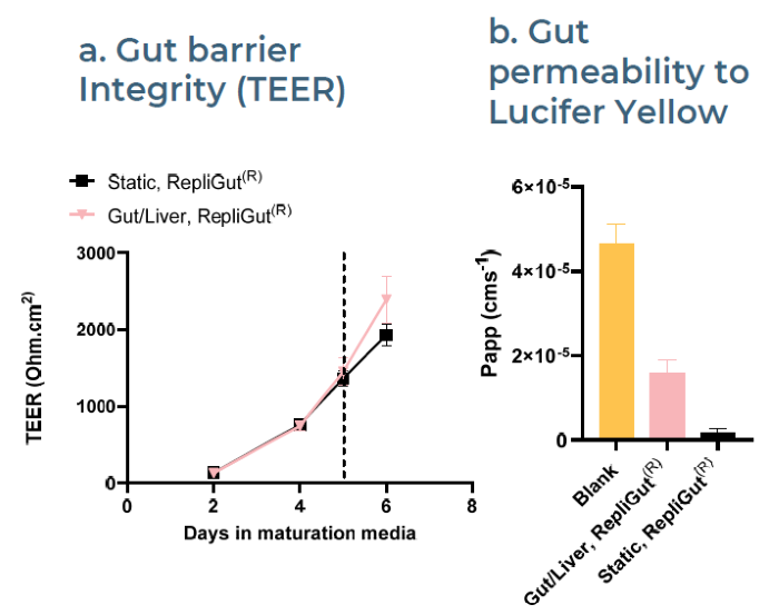 Intestinal barrier is maintained in co-culture with liver microtissues