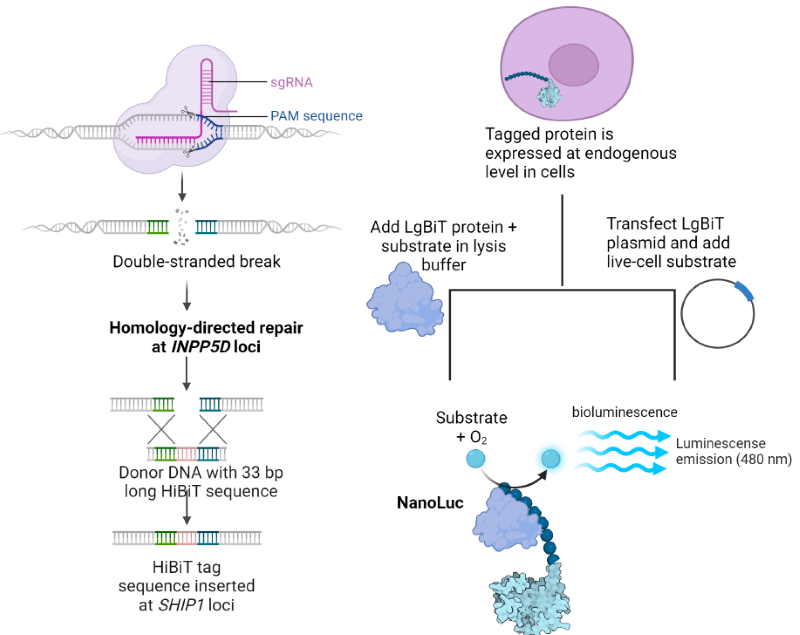 HiBiT LgBiT protein complementary luminescent assay. (A) CRISPR knock in of HiBiT tag. (B) Live cell or end point luminescent assays to monitor SHIP1 protein abundance