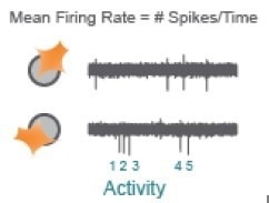 Optimizing a multiplexed cell-based assay for characterizing cortical networks and their responses to neuroactive compounds (Duplicate)