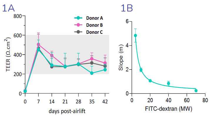 (1A) Transepithelial electrical resistance (TEER), an indicator of epithelial barrier integrity, is increased 7- days post-airlift, confirming epithelial polarization and establishment of epithelial junctions. TEER is reduced from day 7 to day 14, in line with increased cellular ion transport. TEER is maintained from day 14 through to day 42. (1B) Size selectivity of the epithelial barrier is confirmed by decreased flux of FITC-dextran molecules of increasing molecular weight