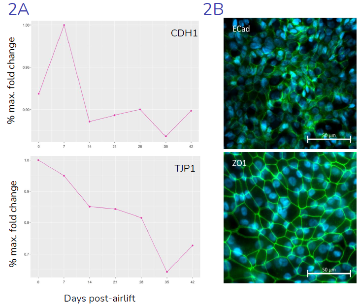 (2A) Gene expression (relative to maximal expression) of key junctional genes CDH1 (E-Cadherin) and TJP1 (ZO-1), throughout the differentiation period, from day 0 (day of air-lift) to day 42, indicating presence of epithelial junctions, in-line with literature data. (2B) Representative images showing expression, and localization of ZO1 and E-Cadherin proteins at epithelial cell: cell junctions