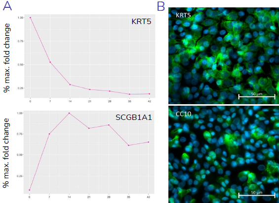 (A) Gene expression data shows relative expression of epithelial specific genes, KRT5, SCGB1A1, MUC5B/MUC5AC, and FOXJ1 throughout the 28-day differentiation period, with changes in expression reflecting differentiation of basal, club, goblet and ciliated cells, respectively. (B) Presence of key epithelial cell types, basal, club, goblet and ciliated cells, at 28-days post-airlift is confirmed by immunocytochemical detection of KRT5, CC10, MUC5B/MUC5AC and acetylated-Tubulin (AcT) respectively.