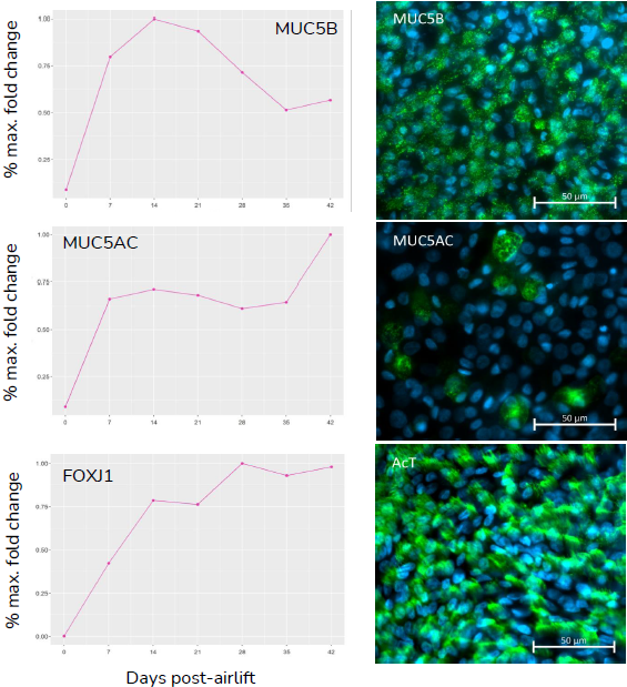 (A) Gene expression data shows relative expression of epithelial specific genes, KRT5, SCGB1A1, MUC5B/MUC5AC, and FOXJ1 throughout the 28-day differentiation period, with changes in expression reflecting differentiation of basal, club, goblet and ciliated cells, respectively. (B) Presence of key epithelial cell types, basal, club, goblet and ciliated cells, at 28-days post-airlift is confirmed by immunocytochemical detection of KRT5, CC10, MUC5B/MUC5AC and acetylated-Tubulin (AcT) respectively.