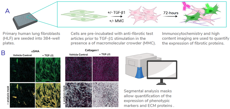 High throughput assay setup. A) Schematic outlining the process of the FMT assays. B) Representative images showing the segmental analysis masks used for quantification of fibrotic proteins. Examples shown: α-smooth muscle actin (α-SMA) and collagen I