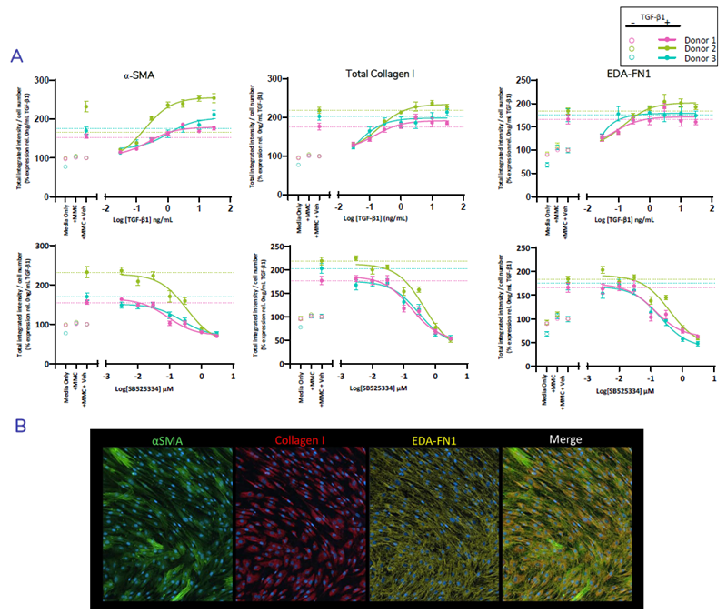 Multiplexed detection and quantification of fibrosis proteins αSMA, collagen I, and the EDA-splice variant of Fibronectin (EDA-FN1)* Normal HLF (N=3 donors) were seeded into 384-well plates. Cells were pre-treated for 1 hour ± SB525334 over 7-point dose-response prepared in assay media prior to stimulation with TGF-β1. Cells were cultured for 72-hours, fixed and stained using multiplexed antibodies directed against α-SMA, total collagen I and EDA-fibronectin was performed. Quantification showing % change in total integrated intensity relative to the vehicle control for each marker normalised to cell number (A) and representative images of stained FMT markers in TGF-β1 stimulated cells (B). TGF-β1 dose response (top) and inhibition with ALK5i SB525334 (below). Dashed line represent TGF-β1 spiked vehicle control. Error bars represent ±SEM.