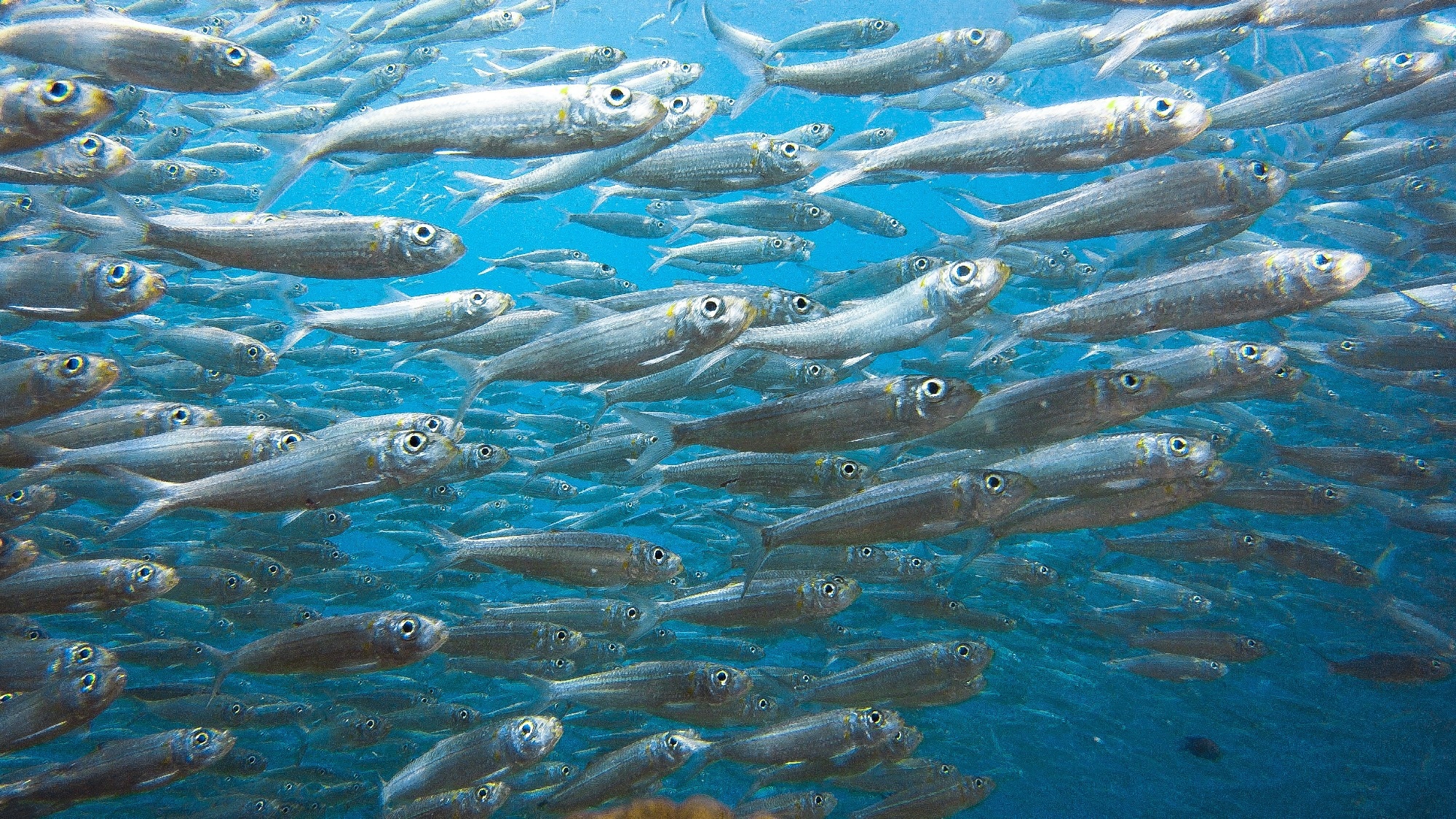 School of sardines. Image Credit: SaltedLife / Shutterstock