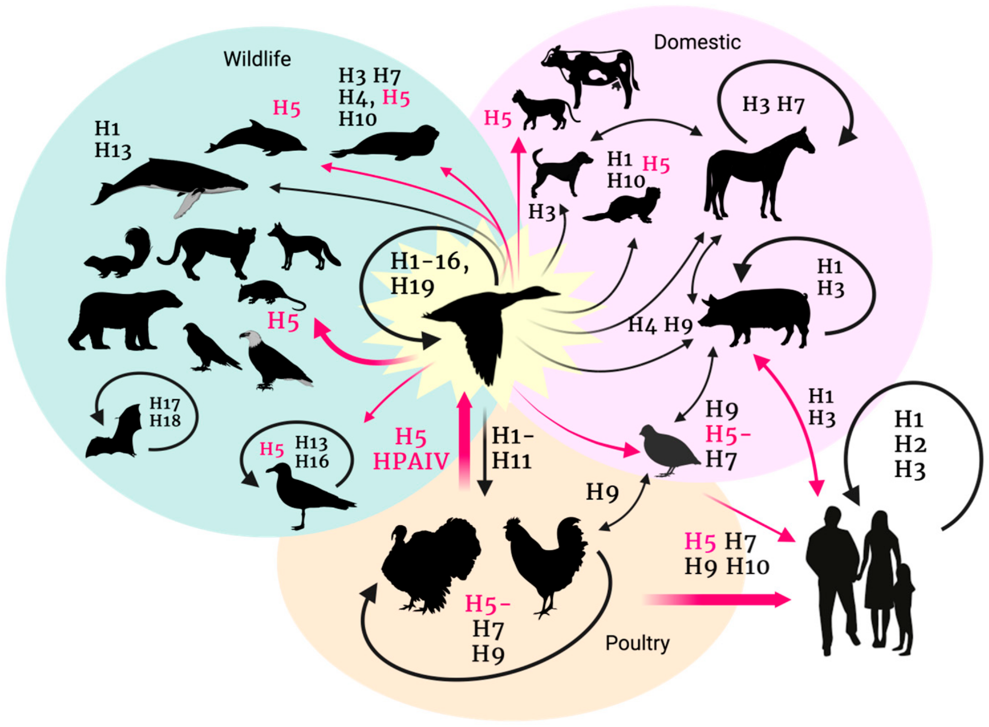 Avian influenza transmission flow from the natural reservoir (aquatic birds) to poultry, humans, and other animal species. Figure generated with BioRender.com8