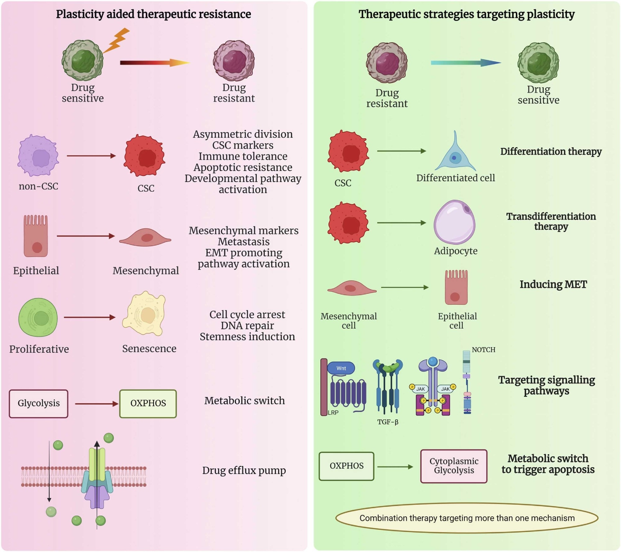 Plasticity-assisted mechanisms involved in the switch from drug sensitive to drug resistant phenotype and the therapeutic strategies targeting plasticity that can be used in cancer treatment (created using BioRender).2