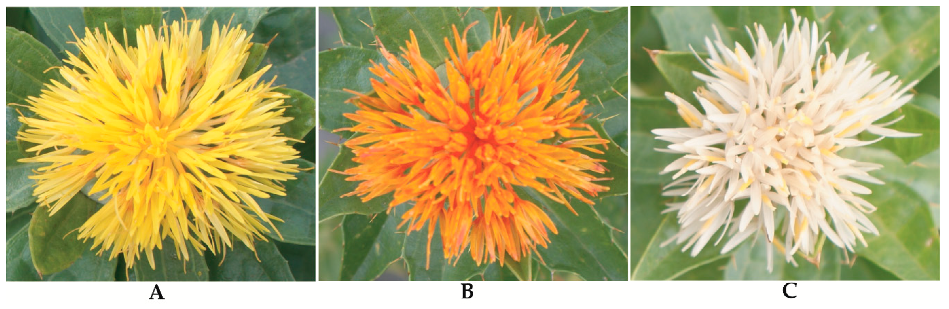 Differential flowering phenotypes of Carthamus tinctorius L.: (A) Yellow (The Germplasm Resources Information Network database, PI251398), (B) red (PI253529), and (C) white (PI209297).