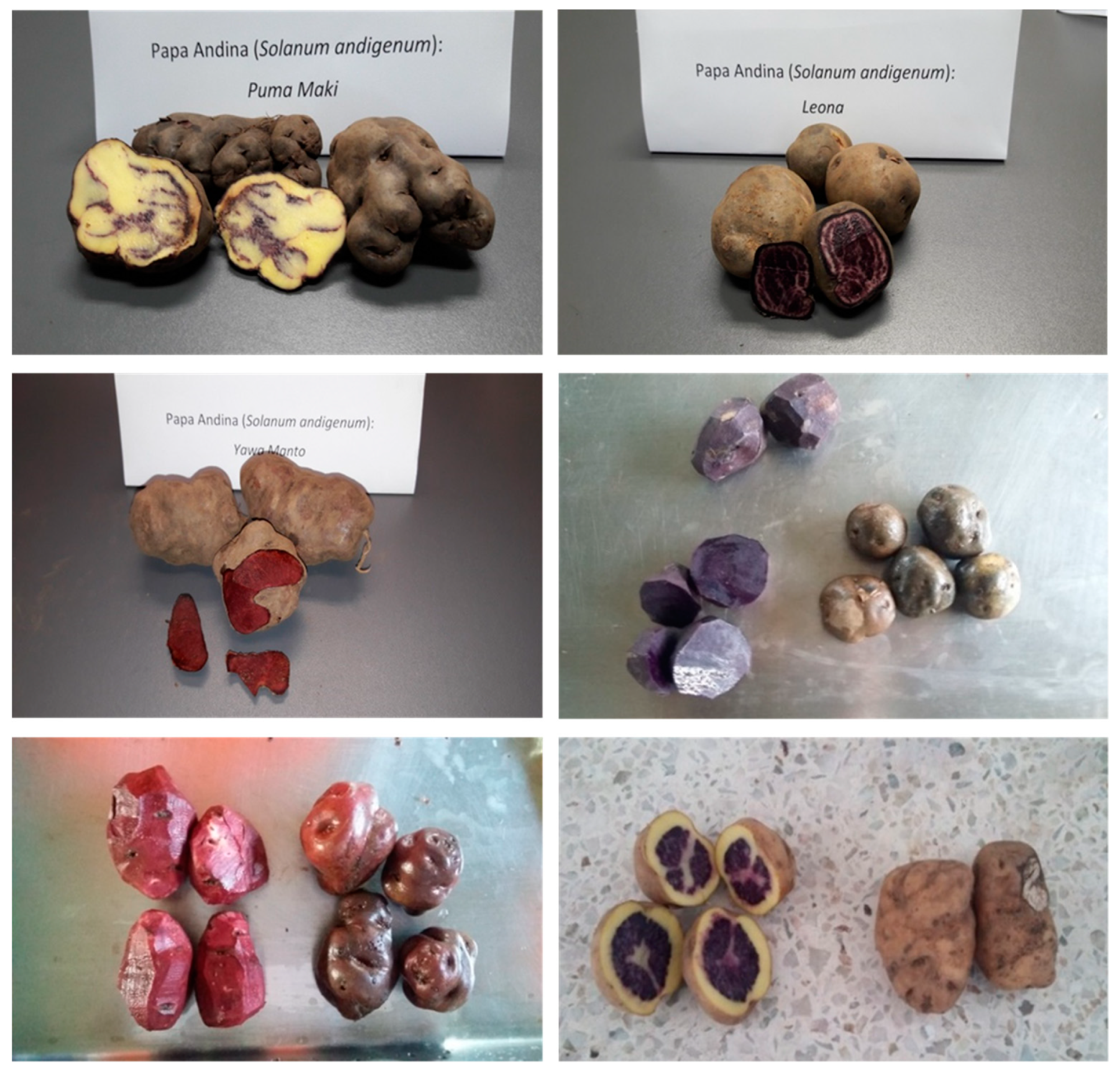 Varieties of Andean potatoes—Puma Makin, Leona (first line), Yawar Manto, Añil (second line), and Sangre de Toro, Qequrani (third line).