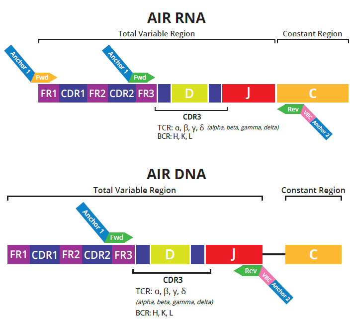 Schematic for multiplex RT-PCR primers for RNA and DNA assays