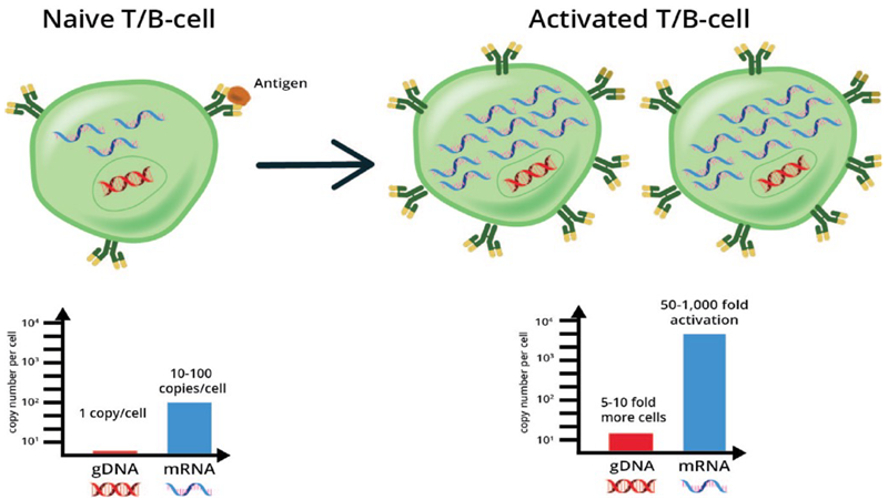 Schematic shows how the level of receptor RNA and DNA before and after antigen activation can be used to differentiate clone proliferation from increased receptor expression. Parallel profiling and normalization of RNA and DNA can elucidate differences between induced expression (i.e., gene activation by RNA assay) from proliferating cells clones (by DNA assay)