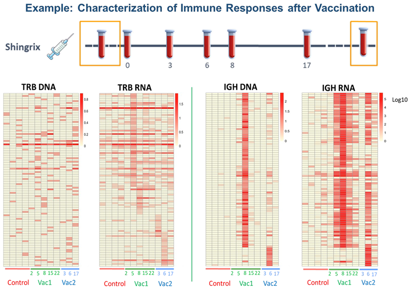 Peripheral blood was collected for controls (pre-vaccination and multiple weeks after vaccination) and treatment (few days/weeks post-vaccination). Longitudinal analysis of the adaptive immune repertoire by DriverMap™ AIR RNA and DNA shows differences in sensitivity in identifying clonotype activation pre- and post-vaccination
