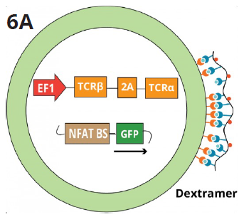 The schematic shows the Jurkat TCR K/O NFAT-GFP reporter line transduced with a control TCR construct targeting EBV, FLU, or CMV peptides. Fluorescently labeled dextramers specific for each peptide bind to the corresponding TCRs expressed on the surface of the Jurkat reporter cells and detected via FACS analysis
