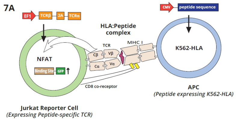Schematic shows the interaction of a Jurkat GFP reporter cell line expressing a specific TCR with K562 APC cells expressing the complementary antigen. TCR-Epitope-MHC interactions activate expression of GFP, which labels APC-interacting peptides. Amplification and NGS analysis from APCs allow the identification of peptide epitope candidates