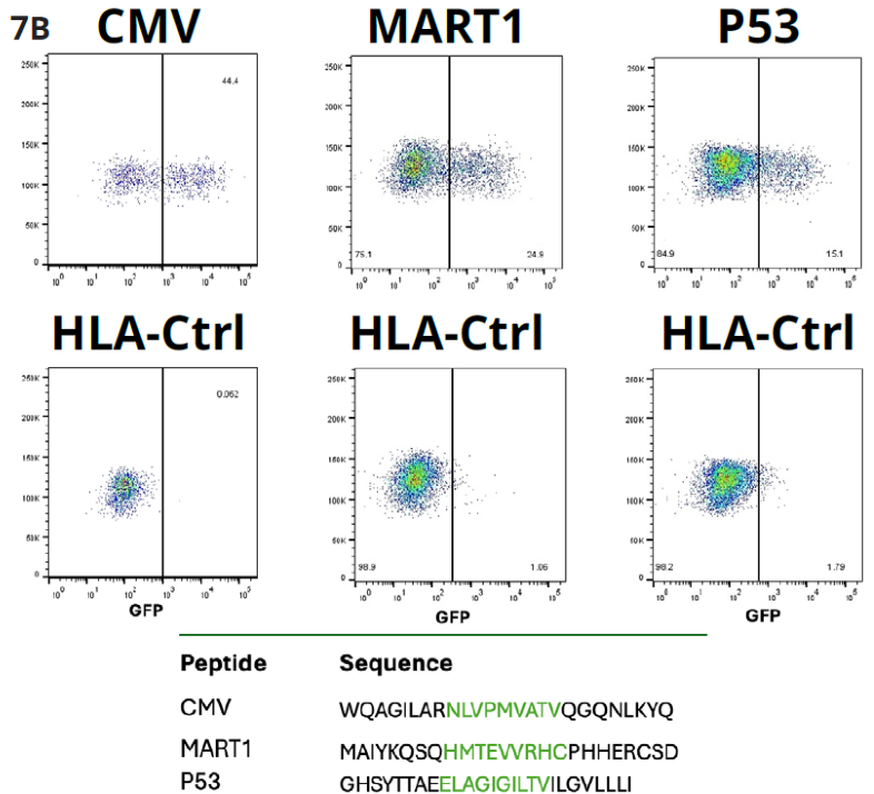 shows that the Jurkat NFAT GFP reporter cells expressing CMV, MART1, or P53 peptide-specific TCR and K562_HLA cells expressing CMV, MART1, or P53 short peptide sequence were co-cultured with each peptide-specific TCR reporter cell (Jc/Jm/Jp). FACS results show activation of the Jurkat reporter cells after incubation as compared to the negative control