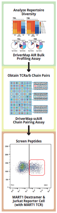 Comprehensive T-cell receptor and antigen profiling for immunotherapy discovery