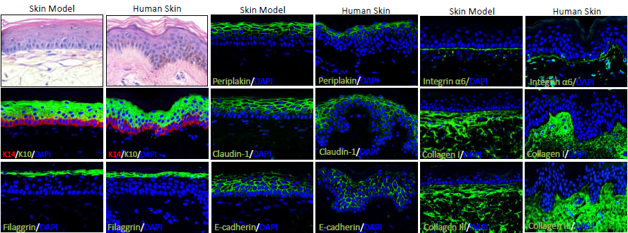 The skin model resembles the structure of human skin