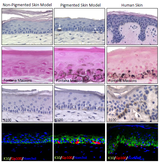 The pigmented skin model demonstrates similar characteristics to human skin