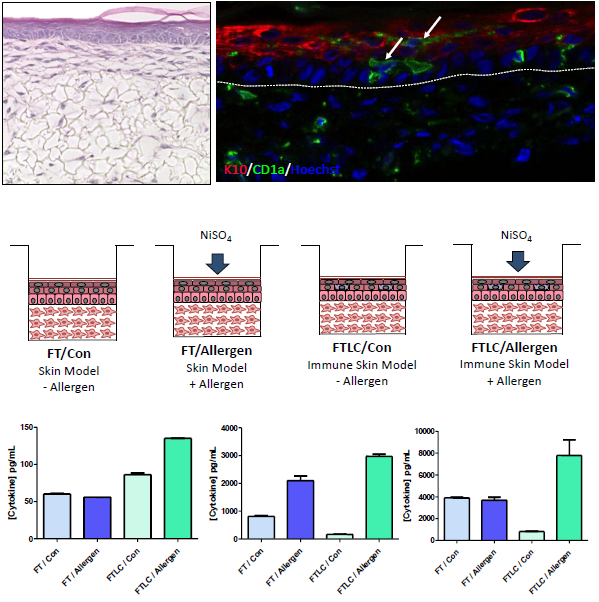 The pigmented skin model demonstrates similar characteristics to human skin