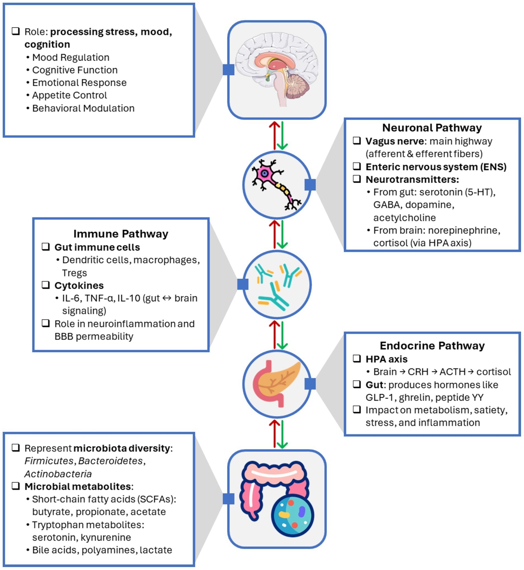Bidirectional communication pathways of the gut-brain axis.
