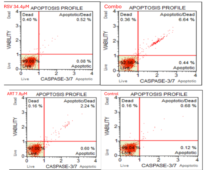 Flow cytometry analysis of Ishikawa cells treated with artesunate (7.8 μM), resveratrol (34.4 μM), and their combination. Plots show cell size vs caspase-3/7 activity, distinguishing live, apoptotic, and dead populations. The combination treatment induced higher apoptosis than single treatments. Data: 3 independent experiments (RSV, Combo, Control) and 2 experiments (ART), each with triplicate samples.