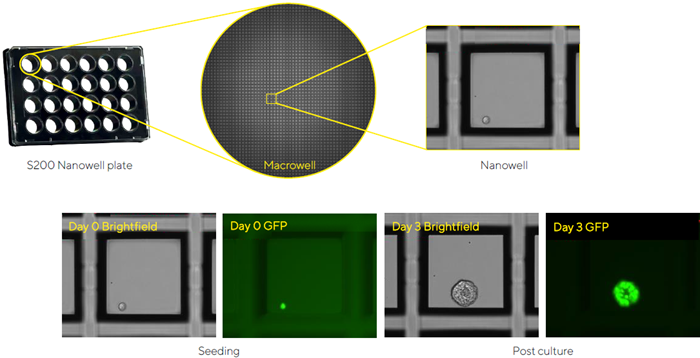 How automation is revolutionizing 3D cell culture models