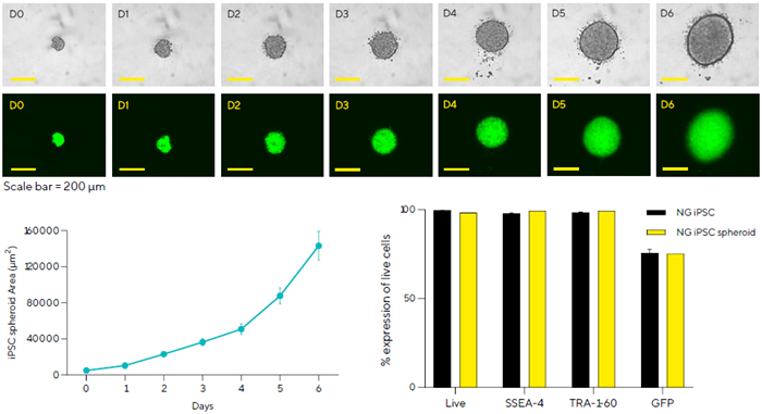 How automation is revolutionizing 3D cell culture models