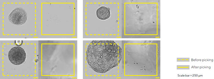 How automation is revolutionizing 3D cell culture models