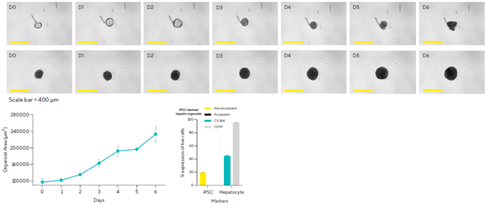 How automation is revolutionizing 3D cell culture models