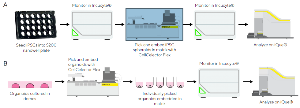 How automation is revolutionizing 3D cell culture models