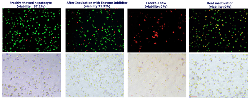 Impact of hepatocyte inactivation on drug binding in primary assays