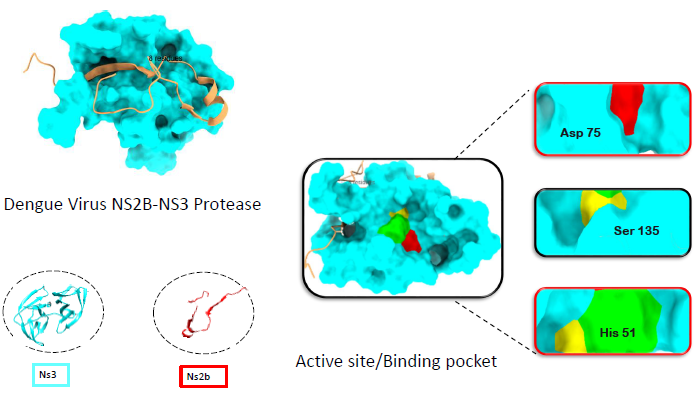 Molecular insights into inhibition of dengue virus NS2B-NS3 protease by antiviral compounds