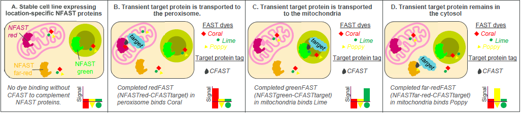 Proposed FAST-based assay to detect subcellular localization of target protein