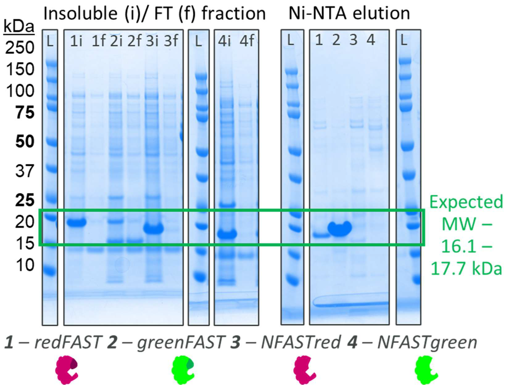Expression screen of FAST proteins in E. coli.