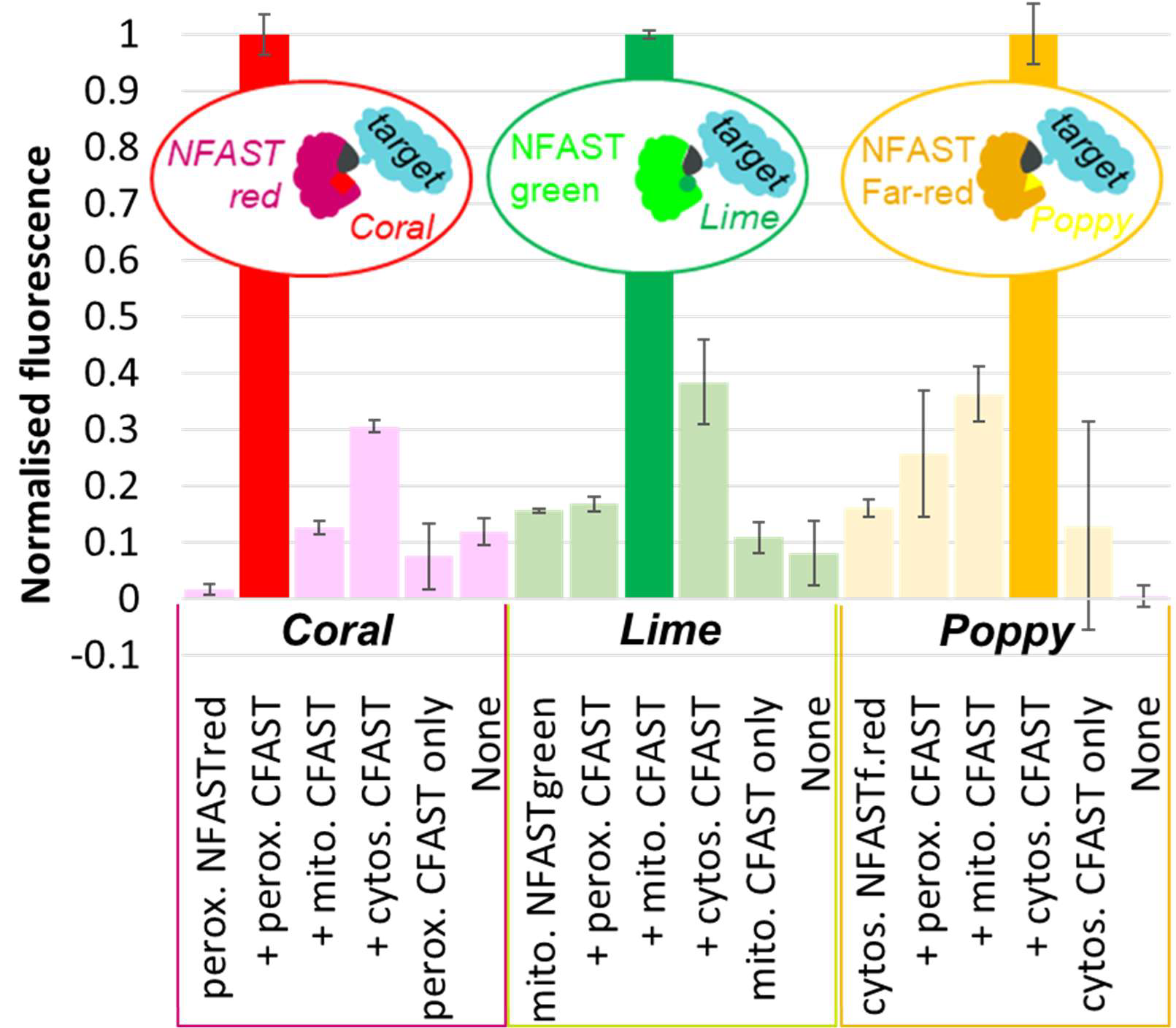 Detection of FAST proteins in HEK cells transfected with NFAST and CFAST control pairs