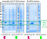 Monitoring protein subcellular trafficking using a FAST split-receptor fluorescence system